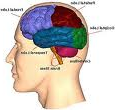 Brain
